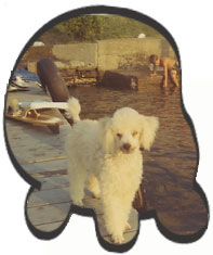 poodle Mitsy on a dock in updtate new york