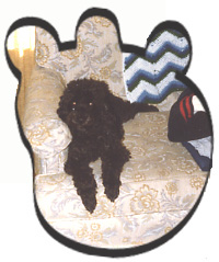 Tuffy the lewis' poodle